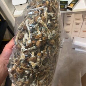 Psilocybin mushrooms